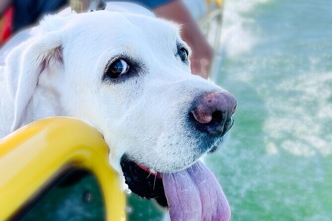 3 Hour Private Boat Charter on Lake Travis for up to 12 People - Why a 3-Hour Lake Travis Charter Works for Up to 12