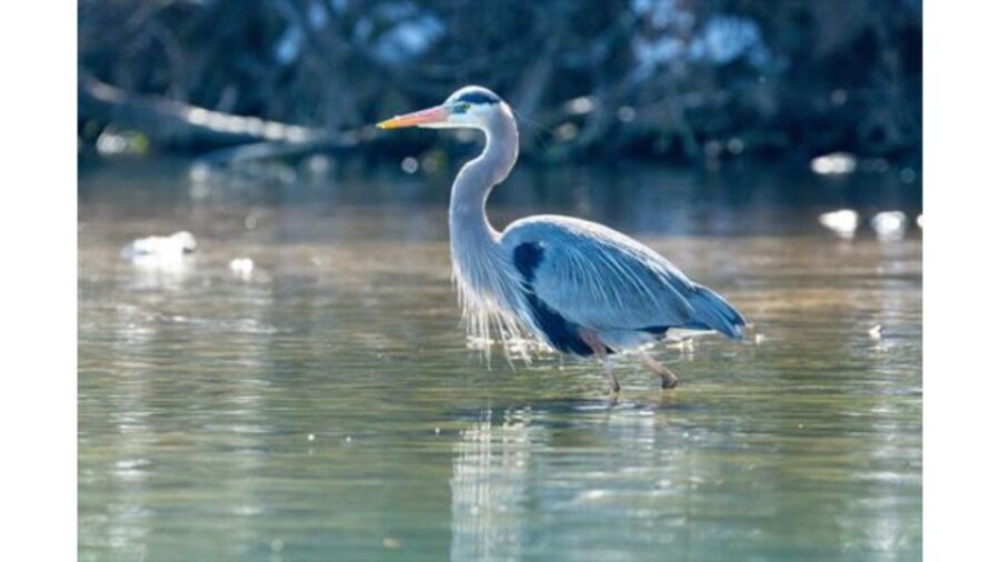 Austin: Journey to the Springs Guided Tour - Wildlife and Aquatic Plants Up Close