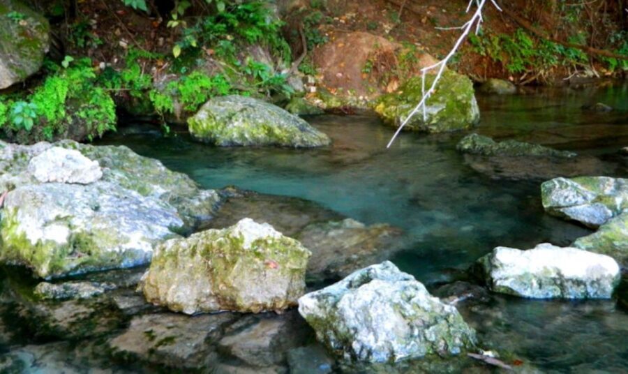 Austin: Journey to the Springs Guided Tour - Paddling Two Miles of Barton Springs and Lady Bird Lake
