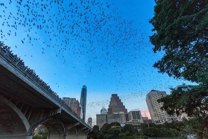 Congress Avenue Bat Bridge Kayak Tour in Austin - The 2-Hour Ride Plan: Bat Watching First, Skyline After