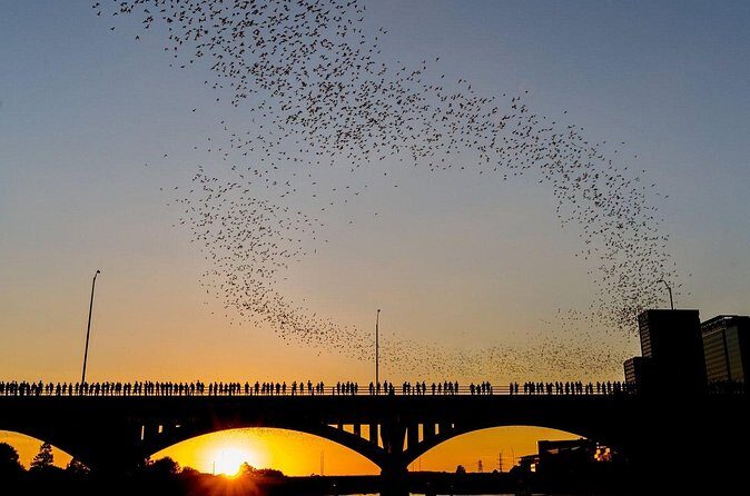 Congress Bridge Kayaking Bat Tour - Who This Tour Fits Best (And Who Might Want Another Option)