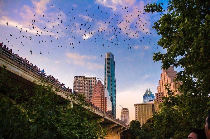 Congress Bridge Kayaking Bat Tour - Booking Tips and Weather Reality for a Dusk Activity