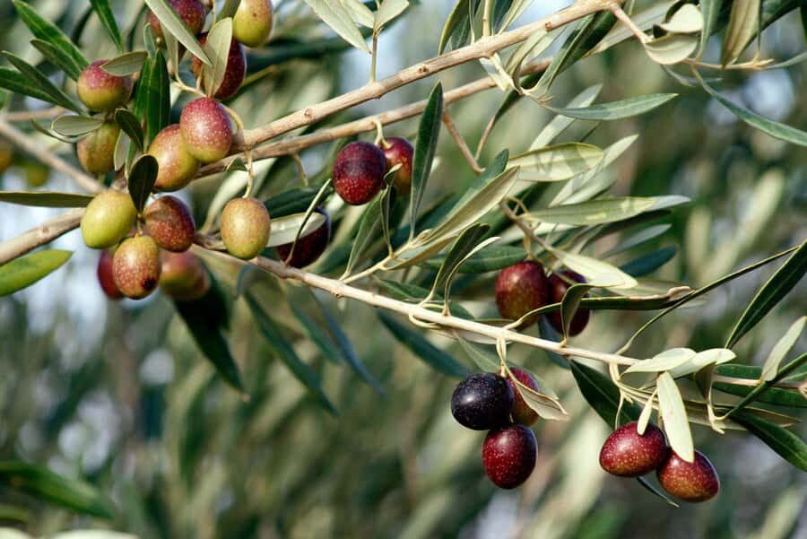 Dripping Springs: Olive Oil and Balsamic Vinegar Tasting - Dripping Springs Olive Oil and Balsamic: Why This Stops Matter in Texas