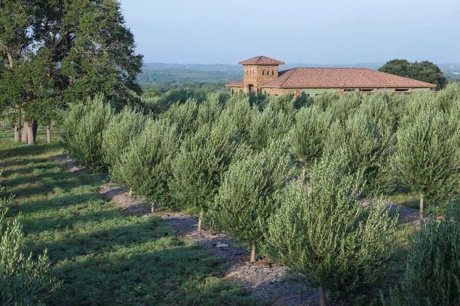 Dripping Springs: Olive Oil and Balsamic Vinegar Tasting - Your tasting flight: extra virgin olive oil and balsamic vinegar, compared side by side