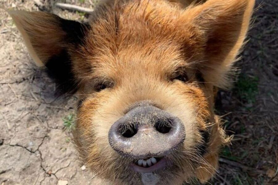 Hutto Texas: Kune kune Pig Farm Visit - Key Things to Know Before You Go