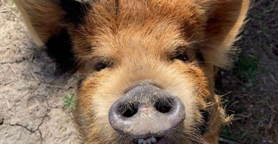 Hutto Texas: Kune kune Pig Farm Visit - Visiting Best Place Farms in Hutto: What This Tour Really Feels Like