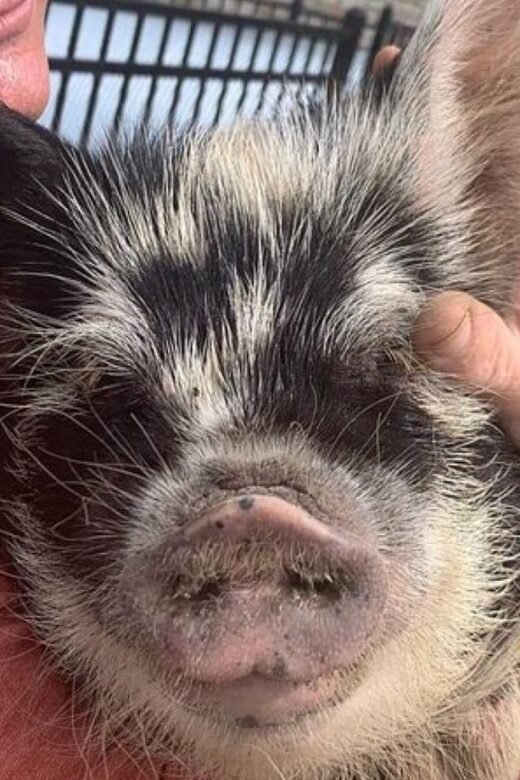 Hutto Texas: Kune kune Pig Farm Visit - Price and Value: How $25 Fits a 45-Minute Farm Visit
