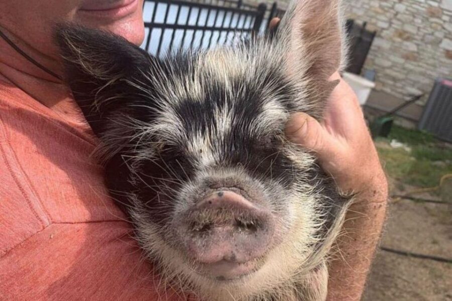 Hutto Texas: Kune kune Pig Farm Visit - Stop 1 and Stop 3: Staying Put at Best Place Farms