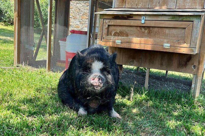KuneKune Pig Farm Tour - KuneKune Pigs in Hutto: The Best Kind of Farm Stop