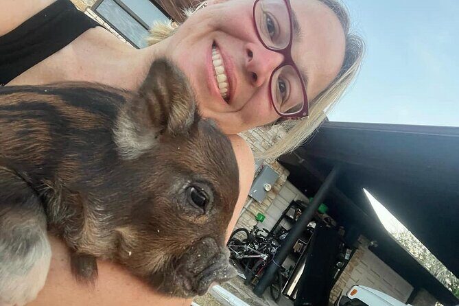 KuneKune Pig Farm Tour - Hands-On Feeding (With Staff Watching the Whole Time)