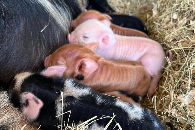 KuneKune Pig Farm Tour - More Than Pigs: You’ll See Other Farm Animals