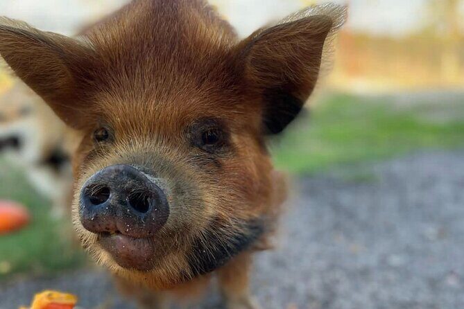 KuneKune Pig Farm Tour - Pricing and Value: Is $25 a Good Deal?