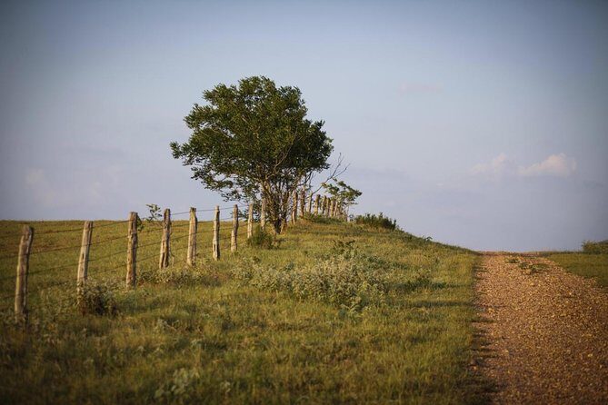 Texas Hill Country Group Wine Tour by Limousine - Key Highlights You’ll Feel Fast
