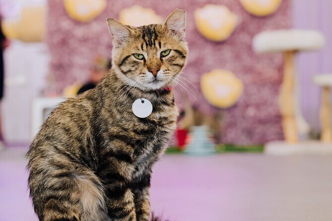 Ultimate cat experience at Austin's cat cafe - Key things to know before you go