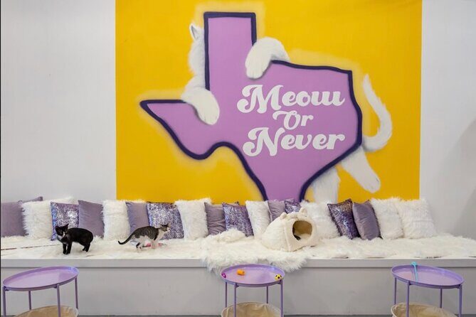Ultimate cat experience at Austin's cat cafe - Purrfecto Cat Lounge in Austin: the vibe you should expect
