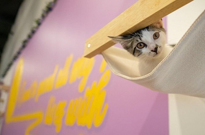 Ultimate cat experience at Austin's cat cafe - Cleanliness and the restroom: what to know before you decide