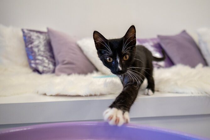 Ultimate cat experience at Austin's cat cafe - Drinks and what’s actually included (and what you’ll pay for)