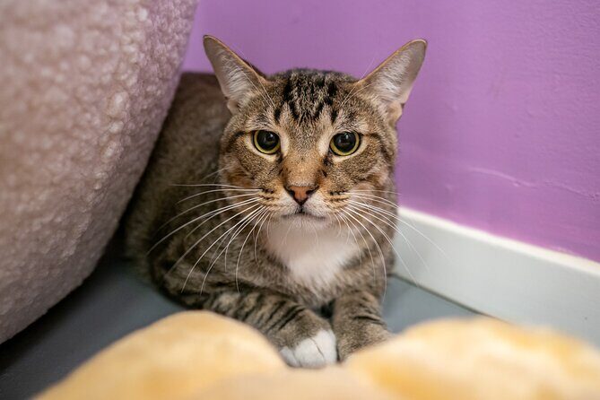 Ultimate cat experience at Austin's cat cafe - Price and value: is $18.74 a good deal?