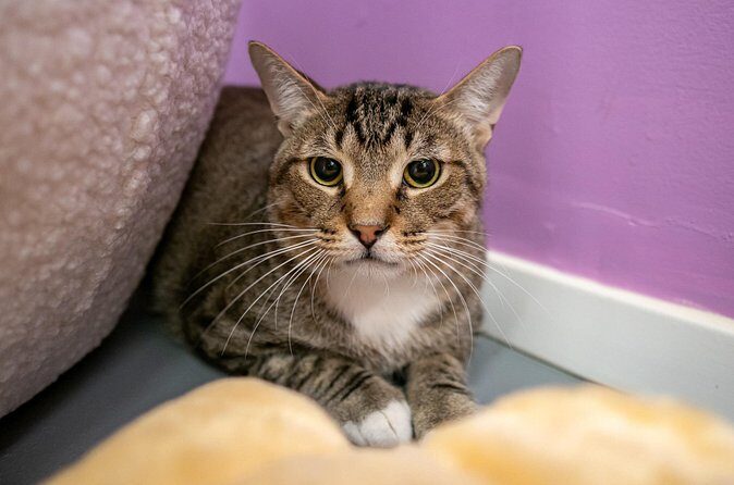Ultimate cat experience at Austin's cat cafe - Who this cat café fits best (and who should think twice)