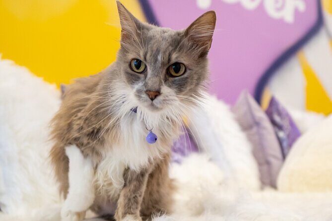 Ultimate cat experience at Austin's cat cafe - Your 30 to 70 minute cat session: how the time feels